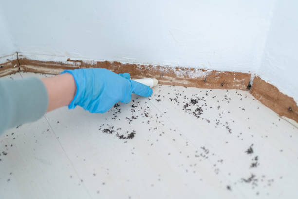 Best Flea Control Services  in Mcfarland, CA